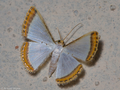 Leuciris