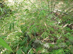 Arthrostylidium