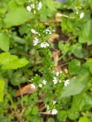 Veronica serpyllifolia