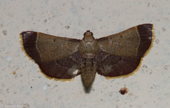 Hypsopygia amoenalis