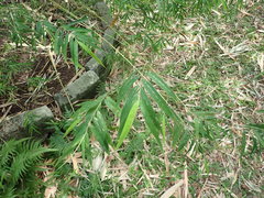 Arthrostylidium
