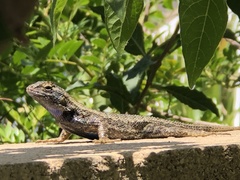 Sceloporus occidentalis