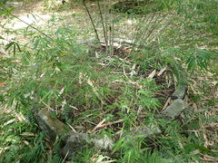 Arthrostylidium