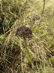 Tetraselago natalensis