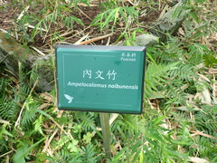 Arthrostylidium