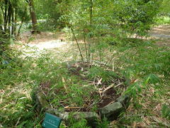 Arthrostylidium