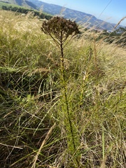 Tetraselago natalensis