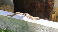 Elgaria multicarinata