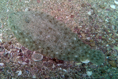 Solea senegalensis