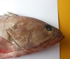 Epinephelus diacanthus
