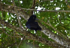 Cephalopterus ornatus