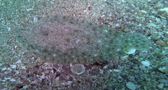 Solea senegalensis
