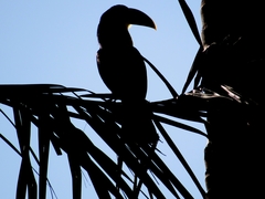Ramphastos dicolorus
