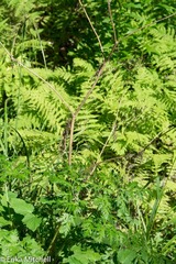 Angelica atropurpurea