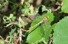 Phanogomphus militaris