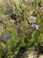 Tetraselago natalensis