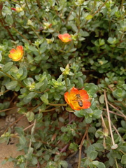 Apis mellifera