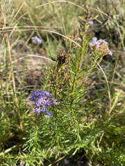 Tetraselago natalensis