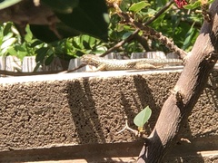 Sceloporus occidentalis