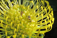 Leucospermum