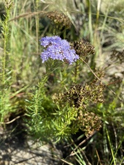 Tetraselago natalensis