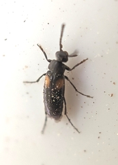 Anaspis fasciata