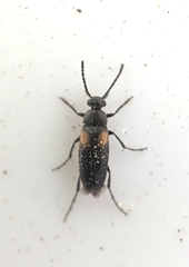 Anaspis fasciata
