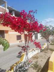 Bougainvillea