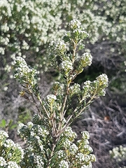 Phylica axillaris