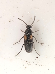 Anaspis fasciata