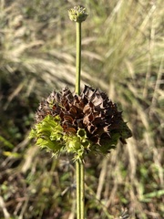 Leonotis ocymifolia raineriana