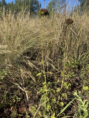 Leonotis ocymifolia raineriana
