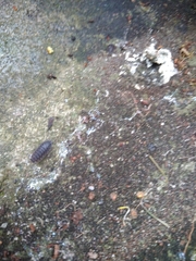 Porcellio scaber