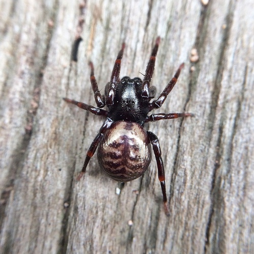 Macrobunidae
