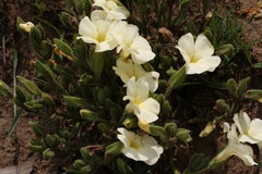 Thunbergia atriplicifolia