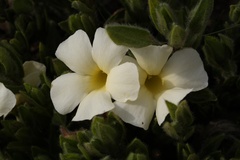Thunbergia atriplicifolia