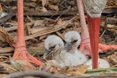 White Stork photo 6