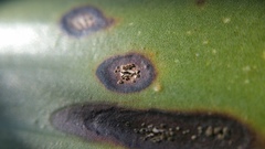 Coniothyrium