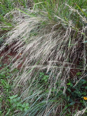 Aristida junciformis