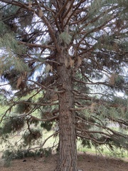 Pinus brutia eldarica