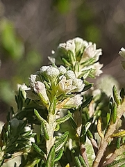 Phylica axillaris