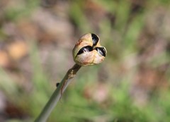 Zephyranthes drummondii