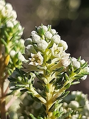 Phylica axillaris