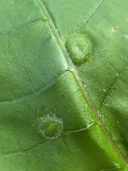 Phylloxera pilosula