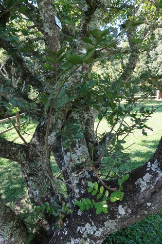 Schotia brachypetala