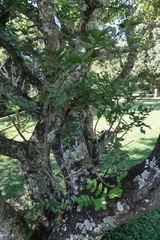 Schotia brachypetala