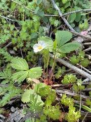 Fragaria vesca bracteata