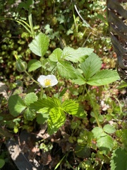 Fragaria vesca bracteata