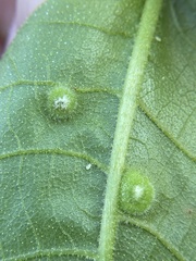 Phylloxera pilosula