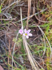 Oxalis dentata